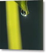 Dew Drop With Reflection Metal Print