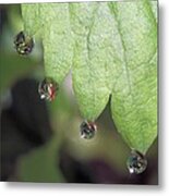 Dew Drops On A Strawberry Leaf Metal Print