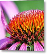 Dew-laden Purple Cone Flower Metal Print