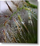 Dew On Fountain Grass Metal Print