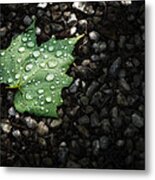 Dew On Leaf Metal Print