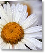 Dewy Daisy Metal Print