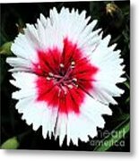 Dianthus Red And White Flower Decor Macro Square Format Fresco Digital Art Metal Print