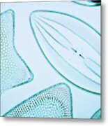 Diatoms Metal Print