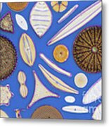 Diatoms Metal Print