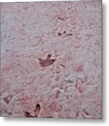 Dinosaur Footprints In Arizona Metal Print
