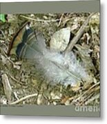 Discarded Turkey  Feather Metal Print