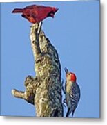 Dispute Between A Red Cardinal And A Red-bellied Woodpecker Metal Print