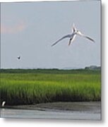 Diving Tern Metal Print