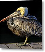 Dockmaster - Brown Pelican Metal Print