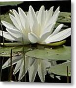 Dockside Lily Metal Print