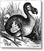 Dodo, Extinct Flightless Bird Metal Print