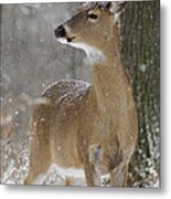 Doe In The Snow Metal Print