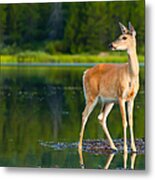 Doe Metal Print