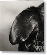 Dog Eared Metal Print