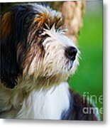 Dog Sitting Next To A Tree Metal Print