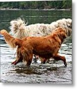 Dogs At Play - Best Friends Metal Print