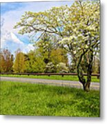 Dogwoods At Dickey Ridge Metal Print