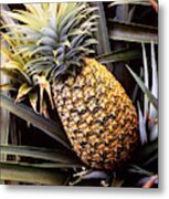 Dole Pineapple Plantation, Oahu, Hawaii Metal Print