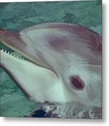 Dolphin At Seaworld Metal Print