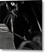 Domestic Black Panther Metal Print