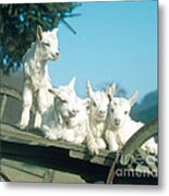 Domestic Goats Metal Print