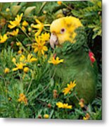 Double Yellow-headed Amazon Parrot Metal Print
