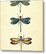 Dragonflies Metal Print