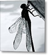 Dragonfly I Metal Print