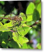 Dragonfly In Green Metal Print