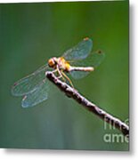 Dragonfly In The Sun Metal Print