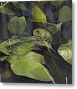 Dragonfly Laying Eggs Metal Print