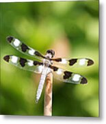 Dragonfly On A Stick Metal Print