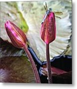 Dragonfly On Lotus Metal Print