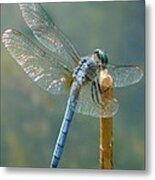 Dragonfly On Stick Metal Print