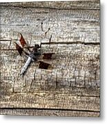 Dragonfly On Wood Metal Print