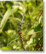 Dragonfly Perched Metal Print