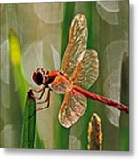 Dragonfly Profile Metal Print