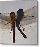 Dragonfly Sees Itself Shadowed Ii Metal Print