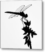 Dragonfly Silhouette 8x10 Metal Print