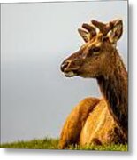 Drake Elk Metal Print