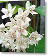 Dregea Sinensis Metal Print