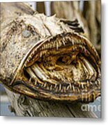 Dried Angler- Or Monkfish Metal Print