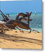 Drift Wood Metal Print