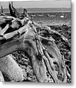Driftwood On Rocky Beach Metal Print