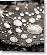 Drops On Fallen Leaf Metal Print