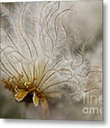 Dryas Octopetala Metal Print