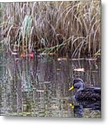 Duck At Heart Shaped Pond Metal Print