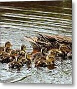 Duck Family Metal Print