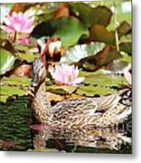 Duck In The Water Lilies Metal Print